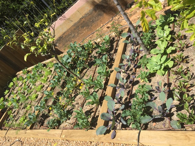 GREEN GARDENS & DESIGN